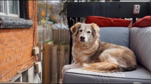 Autotune Dog (Maggie/YT: Dale Roossien) AI voice text to speech and AI music cover generator